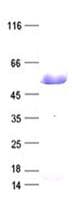 Human IRF2 Protein (Recombinant DDK,C-terminus)