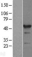 RBM22 Protein (Over-Expression Lysate Myc-DDK (Flag))