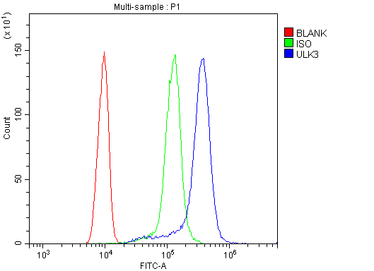Polyclonal Rabbit anti-Human ULK3 Antibody (aa427-454, IHC, WB)