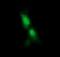 RFESD Antibody (clone OTI2A7, Carrier-free)