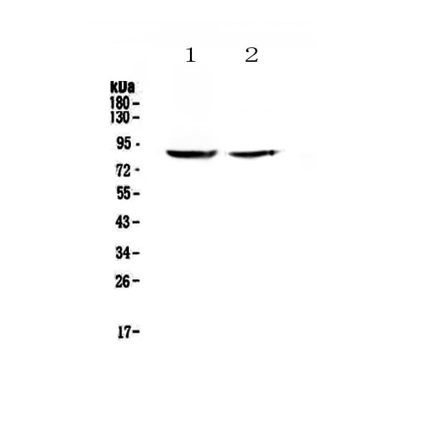Polyclonal Rabbit anti-Human SLC26A4 / Pendrin Antibody (aa674-705, WB)