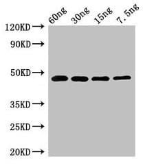 Polyclonal Rabbit anti-Saccharomyces cerevisiae Exopolyphosphatase Antibody (WB)
