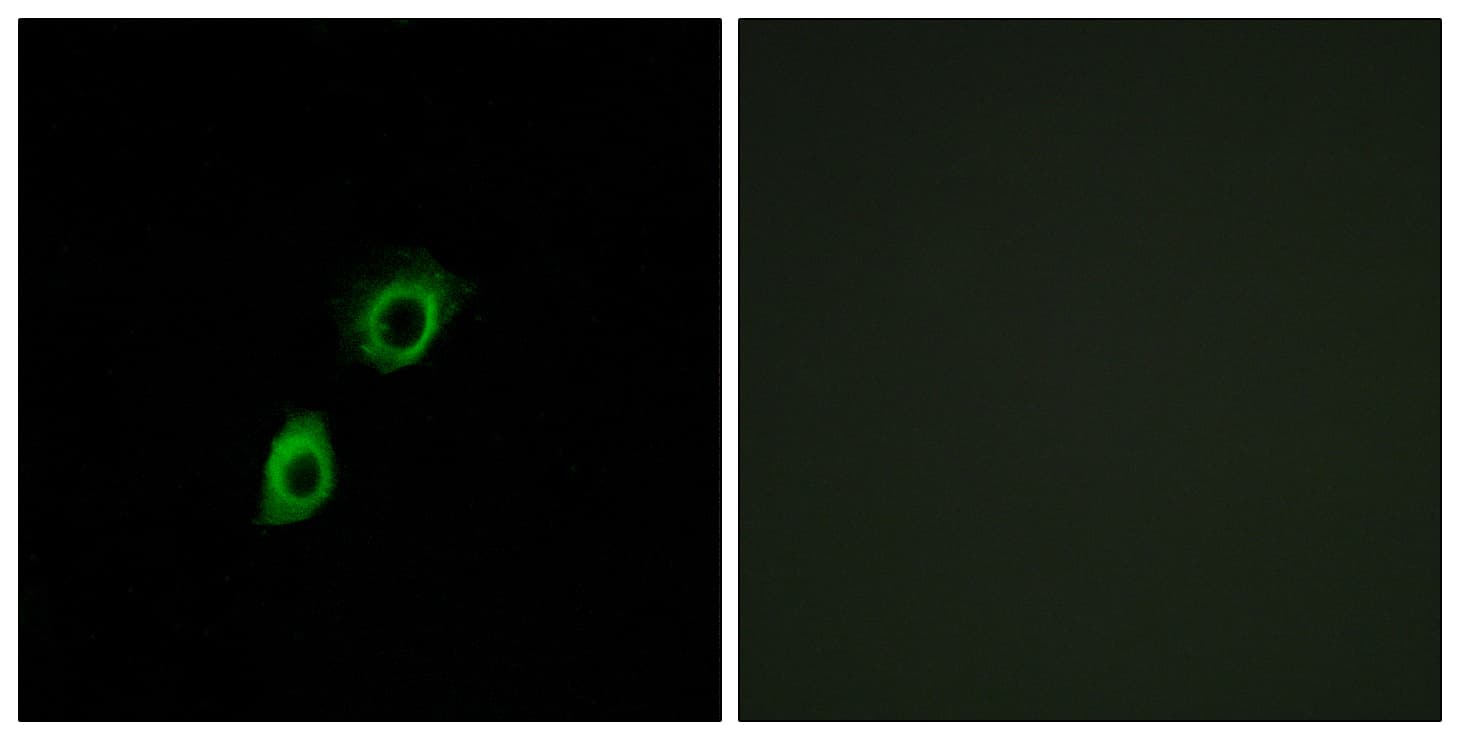 INSL4 Antibody (aa41-90)