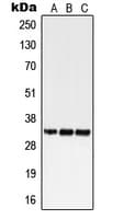 GPCRW / GPR18 Antibody (Internal)
