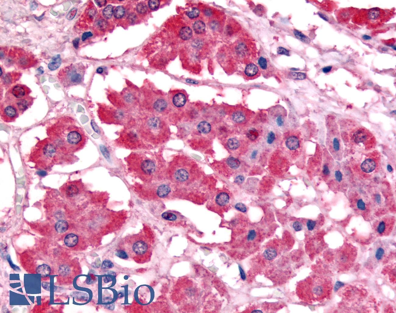 PDK1 Antibody (C-Terminus, DY488)