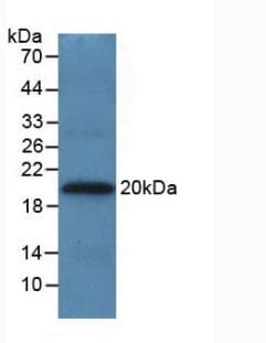 Apolipoprotein A-V Antibody
