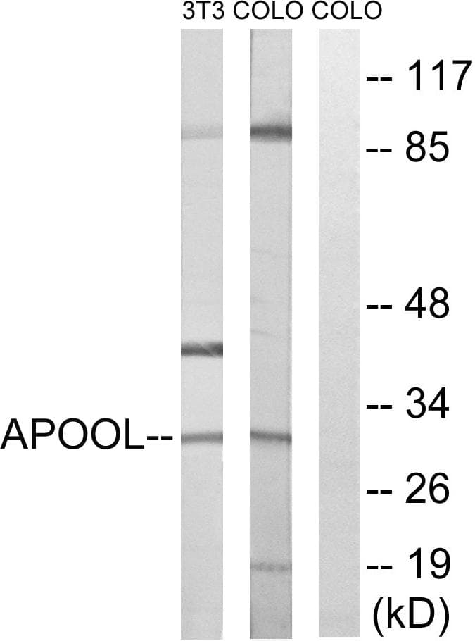 APOOL / Apolipoprotein O-Like Antibody