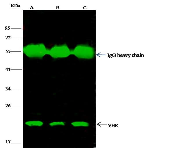 DUSP3 / VHR Antibody (Preservative Free)