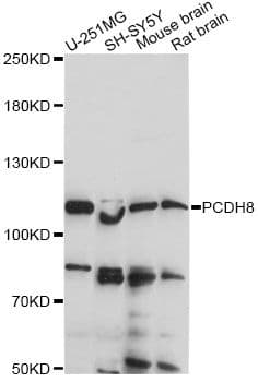PCDH8 Antibody