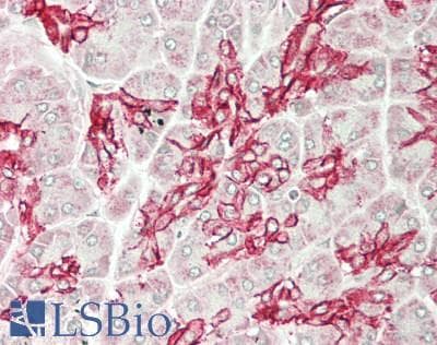 IHC-plus™ SLC4A4 / NBC1 Antibody