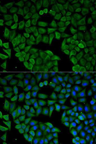 CHRNA1 Antibody
