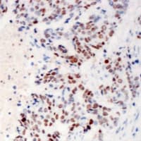 ZC3H4 Antibody (Internal)