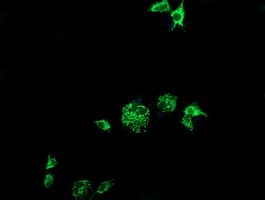 CMPK / CMPK1 Antibody (clone OTI2F5, Carrier-free)