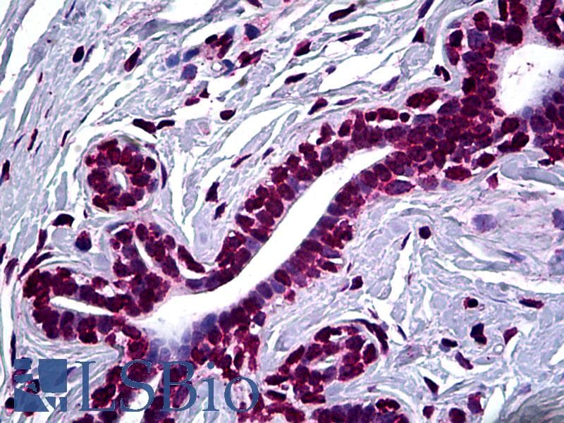 IHC-plus™ SMAD2 Antibody (clone 3G6)