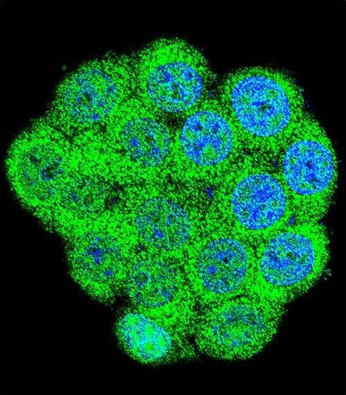 IHC-plus™ GAL / Galanin Antibody (aa48-79)