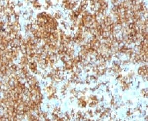 CD45RB Antibody (clone PTPRC/1132, Ready-to-Use)