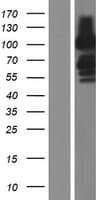Human FAM171A1 Protein (Over-Expression Lysate Myc-DDK (Flag))