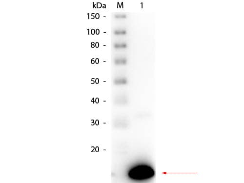 Ribonuclease A / RNASE1 Antibody (Liquid, HRP)