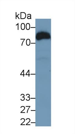 CD36 Antibody (aa91-311)