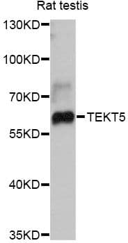 TEKT5 Antibody