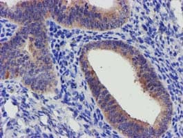 SLFNL1 Antibody (clone OTI1G2, Carrier-free)