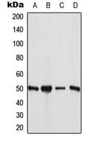 ANGPTL7 / CDT6 Antibody (C-Terminus)