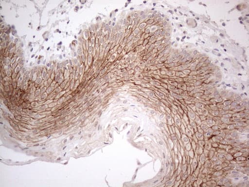 MARK4 Antibody (aa390-467, clone OTI9B7)