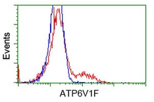 ATP6V1F Antibody (clone OTI6C11)