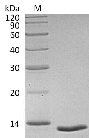 Human TGFB1 / TGF Beta 1 Protein (Recombinant)