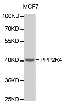PPP2R4 Antibody