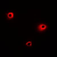 Polyclonal Rabbit anti-Human MRGX1 / MRGPRX1 Antibody (IF, WB)