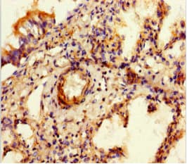 Sulfatase 1 / SULF1 Antibody