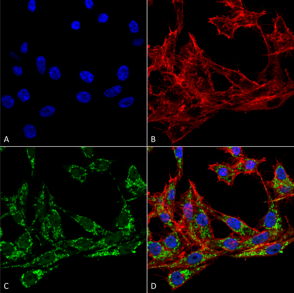 PTGS1 / COX-1 Antibody