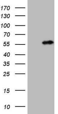 NUP43 Antibody (aa1-253, clone OTI6F8)