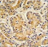 MOB1A Antibody (aa188-216)