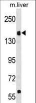UBR1 Antibody (aa245-274)