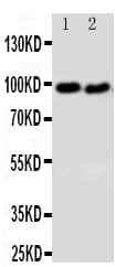 DISC1 Antibody (aa74-91)