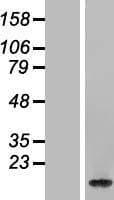 HIST2H2BE Protein (Over-Expression Lysate Myc-DDK (Flag))
