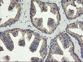 PDIA3 / ERp57 Antibody (clone OTI3H5)