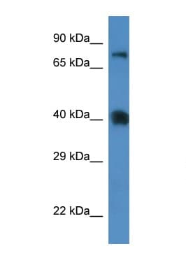 Polyclonal Rabbit anti-Mouse SLC7A3 / CAT-3 Antibody (aa130-179, WB)