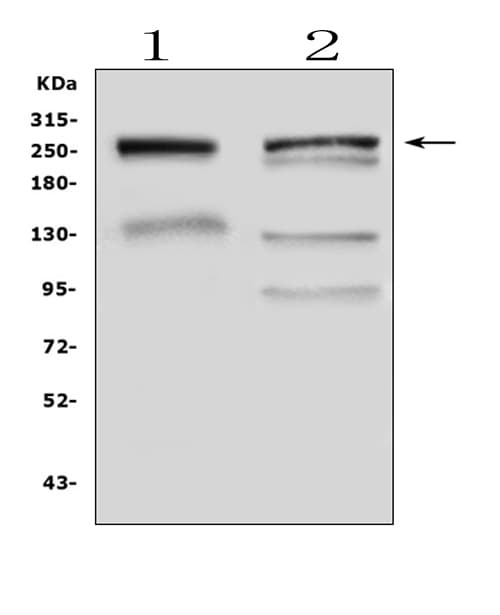 MUC6 / MUC-6 Antibody