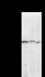 TCERG1 / CA150 Antibody (clone TCEAD79A)