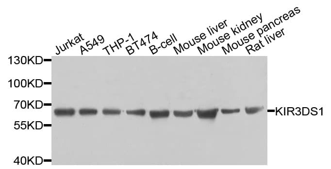 KIR3DS1 / NKB1 Antibody