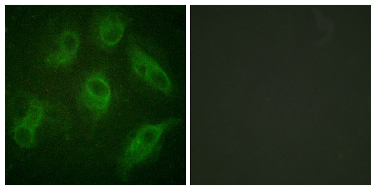 MAP4 Antibody (aa662-711)