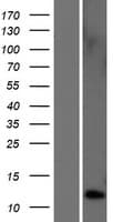 TAC4 Protein (Over-Expression Lysate Myc-DDK (Flag))