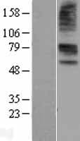 SLC22A6 / OAT1 Protein (Over-Expression Lysate Myc-DDK (Flag))