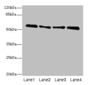 Polyclonal Rabbit anti-Human ZNF563 Antibody (IHC, WB)