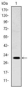 MSX1 Antibody (clone 5D11)