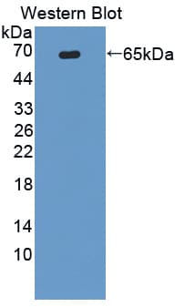 Polyclonal Rabbit anti-Human ATG16L1 / ATG16L Antibody (aa1-284, WB)