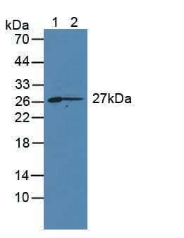 CD7 Antibody (aa23-128, APC)